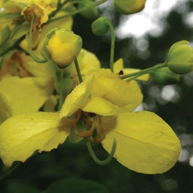 thumbnail for publication: Cassia afrofistula, Kenyan Cassia